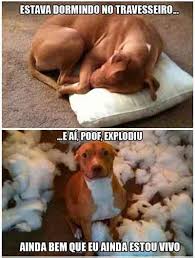 Resultado de imagem para imagens engraçadas