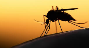 Image result for images of mosquito