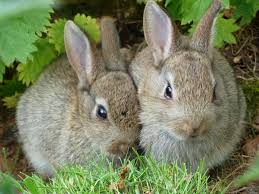 Image result for RABBIT