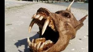 Image result for weirdest animals