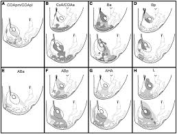 Image result for ventral striatum