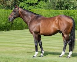 Frankel horse resmi