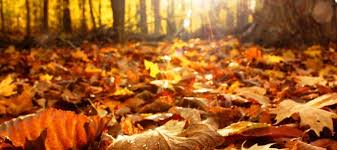 Resultado de imagen de fotos del otoño