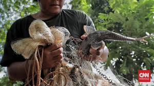 Perjuangan Melawan Ikan Sapu-Sapu: Membangun Masa Depan yang Lebih Hijau