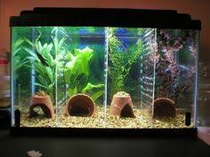 Image result for betta fish tank