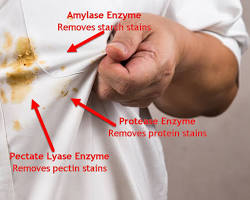 Image de Enzymes breaking down a stain