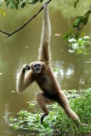 Image result for gibbon