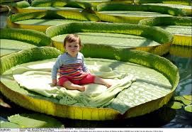 Een foto van je baby op een gigantische waterlelie? In Meise kan het weer deze zomer... als je snel een ticket scoort