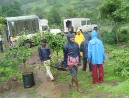 Image result for Tree plantation