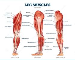 Human calf muscle anatomy diagram