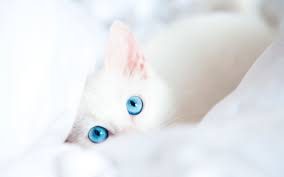 Картинки по запросу котенка с красивыми глазами
