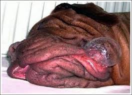 images?q=tbn:ANd9GcTFDzrxzJX4GNG1PJogDU8mK_W309dvbYk9MZ8y-AfxMlpH8aIzhQ