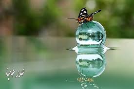 Résultat de recherche d'images pour "‫صور الفراشات‬‎"