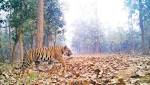 Tiger sighted Lalgarh