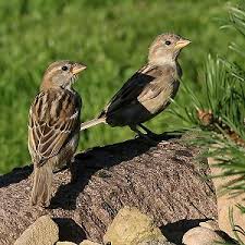 Bildergebnis für sperling