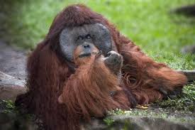 Image result for MONKEYS