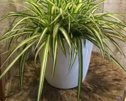 Image of spider plant with a raindrop on its leaf