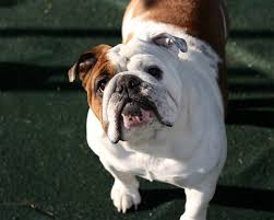 Resultado de imagem para bulldog ingles