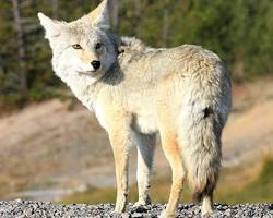 coyotes in the Grand Canyon