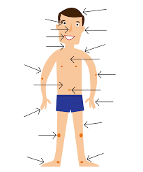 Resultado de imagen de PARTS OF THE BODY
