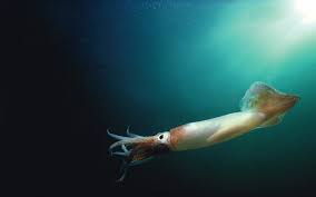 Image result for squid night