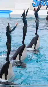 Dolphin's Show