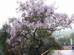 Image result for "Foxglove Tree"