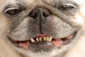 Image result for pugs