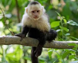 Image result for MONKEYS