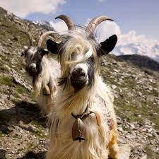 Image result for goat