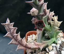 Image result for Orbea carnosa