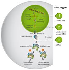 Image result for RNAi/miRNA Pathway