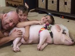 Image result for pigs