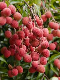 Image result for lychee trees