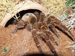 Image result for Goliath Birdeater Tarantula