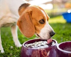 dog drinking water from a bowlの画像
