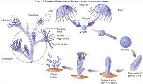 Hasil gambar untuk Obelia