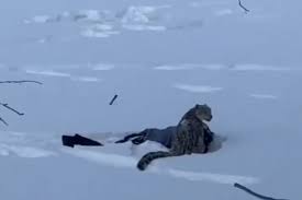 Snow Leopard Mauls Tourist Trying to Take Photo in China