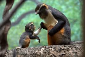 Image result for MONKEYS