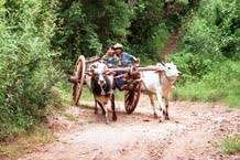 Image result for images of bullock cart on the road