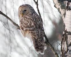 フクロウの画像