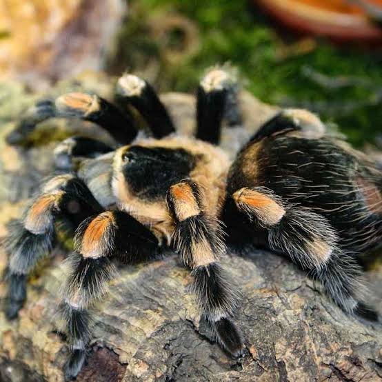 buy Brachypelma hamorii "Red-kneed tarantula"