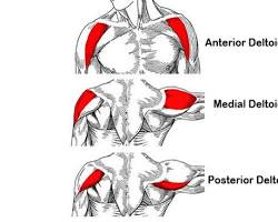 Image of عضلات دلتوئید میانی (Medial Deltoid)