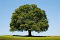 Oak Trees - Arbor Day Foundation