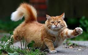 Image result for cats