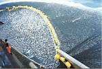 Overfishing: a threat to marine biodiversity