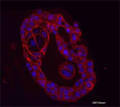 E cadherin antibody