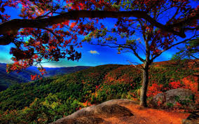 Image result for wallpaper background nature hd