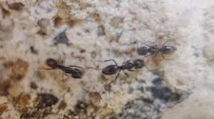 Fourmis