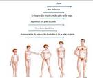 La pubert (adolescence) - Dfinition